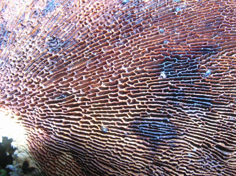 Daedaleopsis confragosa? (Daedaleopsis confragosa)